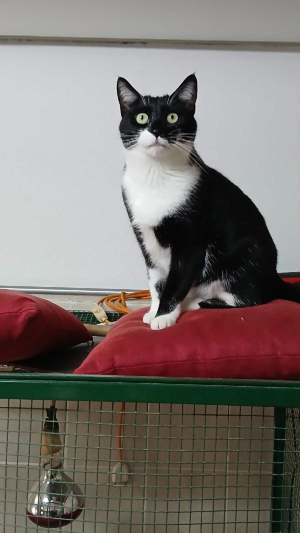 KARIN: DOLCISSIMA MICIA DI 2 ANNI IN GATTILE  Foto 4